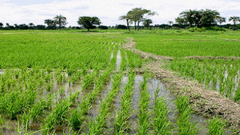 Fadama projects in Nigeria